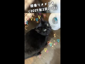 (再うp)膝乗りにゃんこメメです(2025年2月20日)