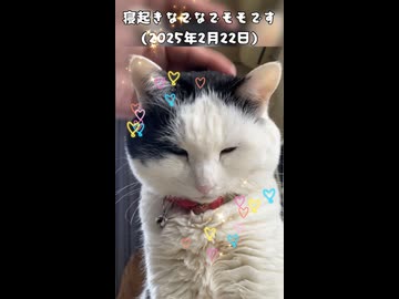 (再うp)寝起きなでなでにゃんこモモです(2025年2月22日)