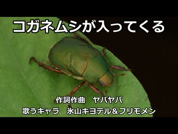 【氷山キヨテル＆フリモメン】コガネムシが入ってくる