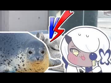 飼育員のお姉さんからエサを貰うためアザラシと対決するアヤ