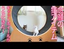念願の猫アイテム、キャットホイール買ったよ！