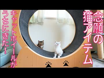 念願の猫アイテム、キャットホイール買ったよ！
