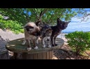 【猫島】屋外猫カフェに行ったら猫スタッフが次々集まってきて癒やされた