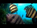 2026/8/14 【水中カメラ実況#U107】日のあるうちにスタート　魚にエサあげ【金曜定期便】