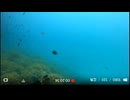 2026/8/14 【水中カメラ実況#U107】日のあるうちにスタート　魚にエサあげ【金曜定期便】