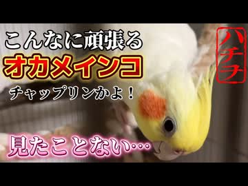 【爆笑】ツルツル滑って登れないｗチャップリン状態なハチヲの健気な苦行に感動