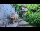 撫でられたい猫、まさかの塀の上まで登ってきたｗ 可愛すぎる