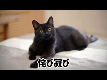名前がセンス系の多頭飼い