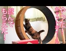 やった！キャットホイールくん遊ばれ出す