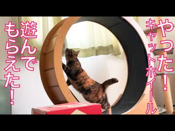 やった！キャットホイールくん遊ばれ出す
