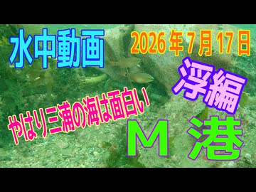 水中動画（2026年7月17日）in　M港（浮編）