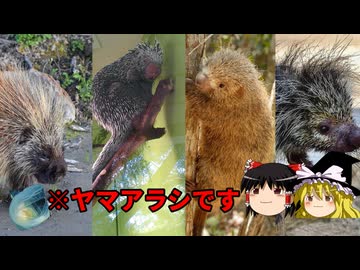 ヤマアラシとは別種？アメリカヤマアラシ