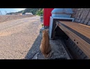 道端で出会った茶トラ猫、優しく撫でたら嬉しそうに甘えてきた