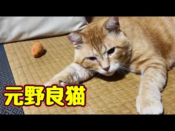 今日は大人しい【元野良猫】