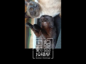【日記動画投稿祭2026年夏】我が家の猫日記　17日目：仲良し兄弟【VOICEVOX：東北ずん子】