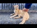猫島で出会った猫、背中を撫でるとペロペロしてくるのが可愛すぎる