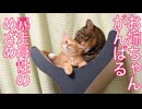 お姉ちゃん猫、子猫に暴走母性の覚醒…⁉︎