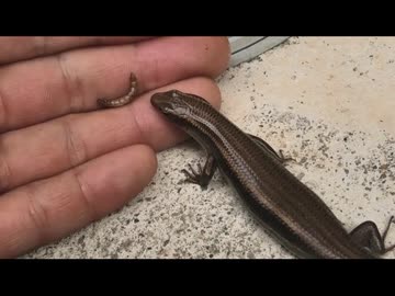 トカゲにお中元