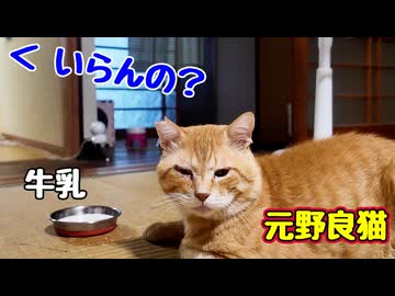 わがまま になっていく【元野良猫】
