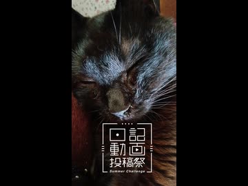 【日記動画投稿祭2026年夏】我が家の猫日記　18日目：クソデカにゃーんゴロゴロゴロ【VOICEVOX：東北ずん子】