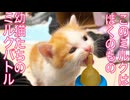 勃発！幼猫姉弟ミルク争奪戦