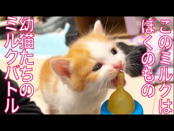 勃発！幼猫姉弟ミルク争奪戦