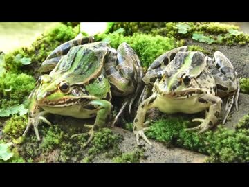 お盆の生き物