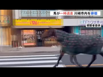 街を徘徊してる馬又