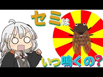 【ゆかりさん教えて！】セミっていつ鳴くの？