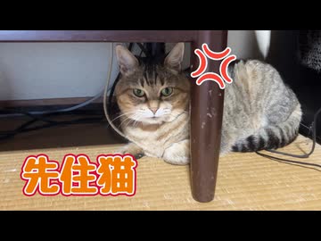 【元野良猫】に仕返し？