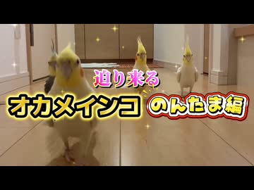 【神着弾】母への愛が重すぎて「徒歩」で猛追ｗ必死すぎる美尻とハゲチェックに悶絶必至