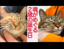愛娘猫と次男坊猫、魂がめぐる「誕生日」