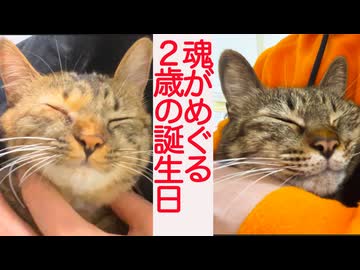 愛娘猫と次男坊猫、魂がめぐる「誕生日」