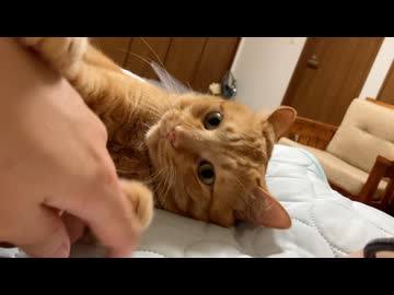 甘えて遊んでる