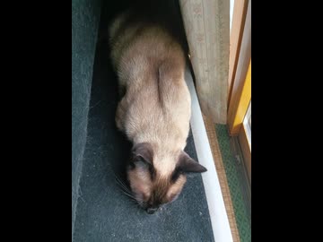 【日記動画投稿祭2026年夏】我が家の猫日記　20日目：甘えてるのにふしゃーしちゃう猫【VOICEVOX：東北ずん子】