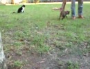 猫の公園vol.6(猫と戯れる1)