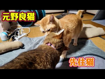 せっかくの鼻チューが…【元野良猫】