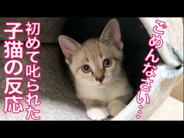 新加入子猫たち、叱られてしょんぼりする