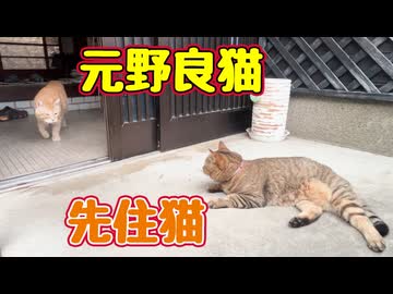お出迎え してくれました？【元野良猫】