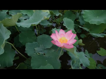 insta360LunaUltra i-LOG撮って出しテスト