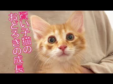 賢き子猫姉弟、おどろきの成長を見せる