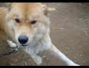 永井先生の愛犬「マサムネ」