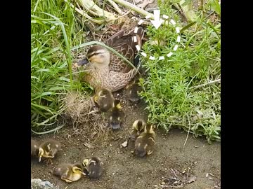 母カモの背中に何度も登るカルガモのヒナ