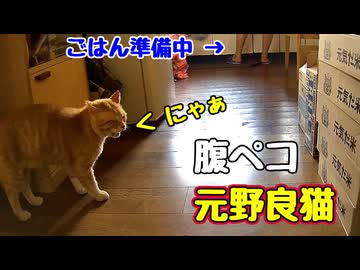 長い時間 遊んでるから…【元野良猫】