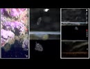 2025/9/26 【水中映像ライブUC056】加賀方面の海から【金曜定期便】水温21℃