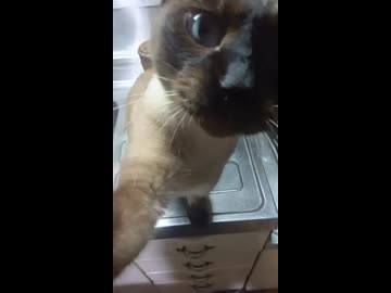 【日記動画投稿祭2026年夏】我が家の猫日記　22日目：その魚をよこすねこ【VOICEVOX：東北ずん子】