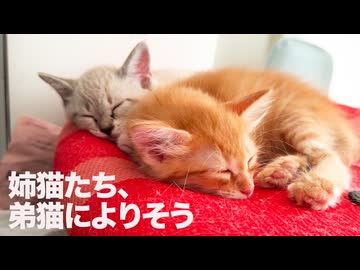 弟子猫、姉猫ふたりに見守られる