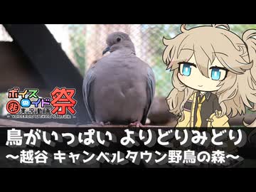 【第12回ひじき祭】鳥がいっぱい よりどりみどり ～越谷 キャンベルタウン野鳥の森～【ラップっぽいなにか】
