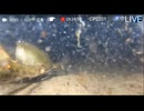 2023/9/1 【水中実況#778】モクズガニなら歩いてました ポイントＭ 水温27℃【金曜定期便】