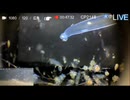 2023/9/15 【水中実況#780】アジを見たいんだが ポイントＡ 水温系忘れた【金曜定期便】